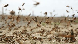 Locusts threaten 300,000 ha of farming lands in Iran