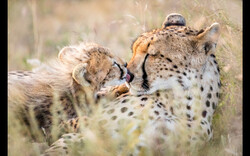 Asiatic cheetah kept in captivity may possibly reproduce