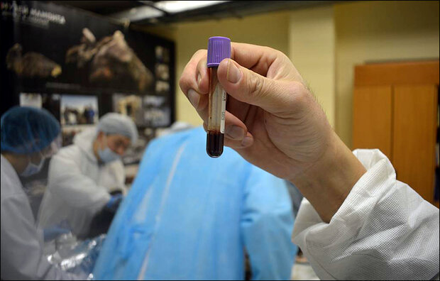 کشف خون مایع در بدن کره اسب ۴۰ هزارساله