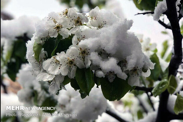 شکوفه های برفی اردبیل