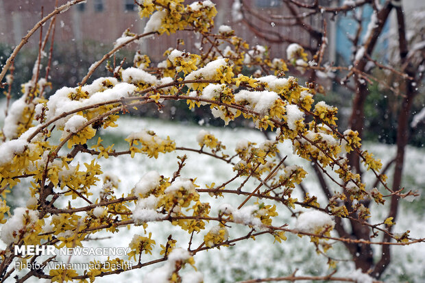 Ardebil covered in snow