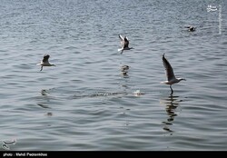 Wetlands reduce flood devastation to a third