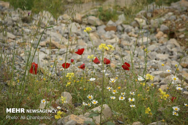 Beauties of Pol-e Dokhtar with breathtaking views