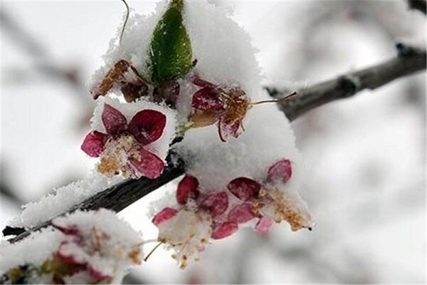 ۹۰ درصد باغات میوه آذربایجان غربی دچار سرمازدگی شدند