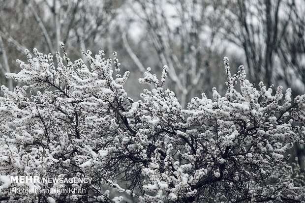 Springtime Snow in Hamedan