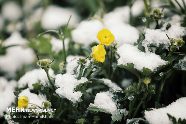 Springtime Snow in Hamedan