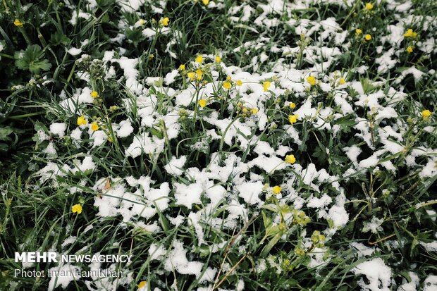 Springtime Snow in Hamedan