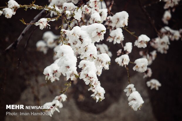 Springtime Snow in Hamedan