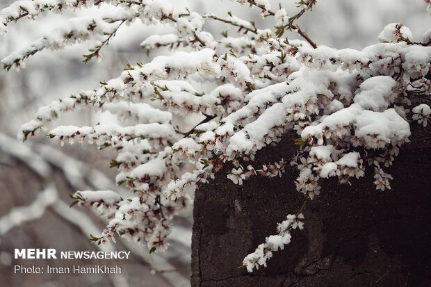 Springtime Snow in Hamedan