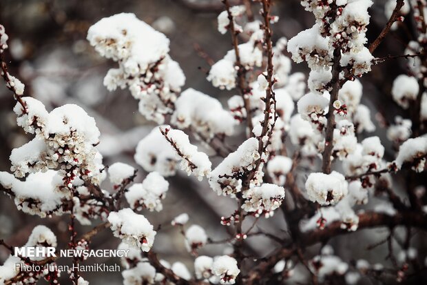 Springtime Snow in Hamedan