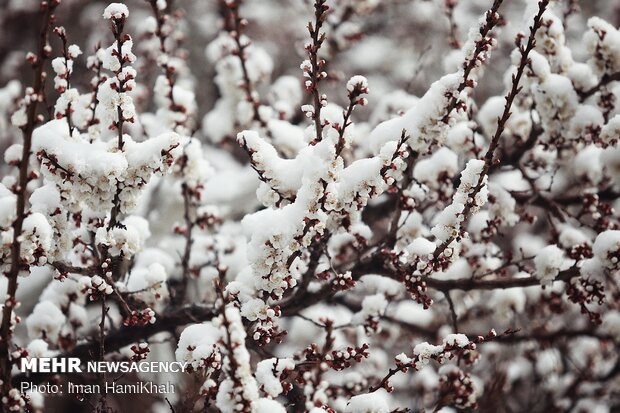 Springtime Snow in Hamedan