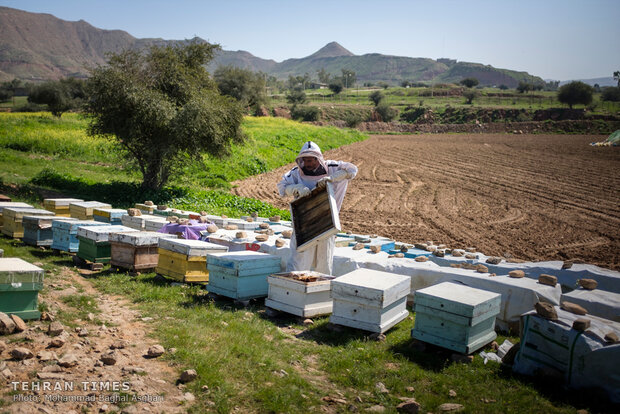Relief foundation helps beekeeper gain financial stability 