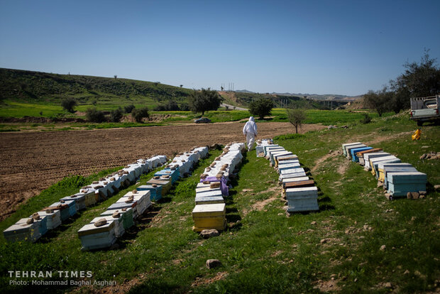BeeRelief foundation helps beekeeper gain financial stability 