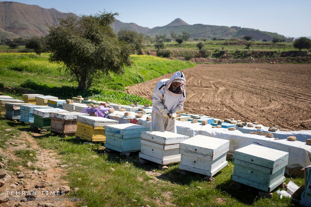 Relief foundation helps beekeeper gain financial stability 