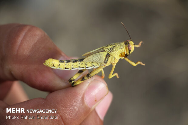 ICMO uses insecticides to control locust swarms in southern Iran