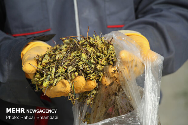 ICMO uses insecticides to control locust swarms in southern Iran