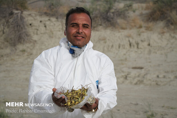 ICMO uses insecticides to control locust swarms in southern Iran