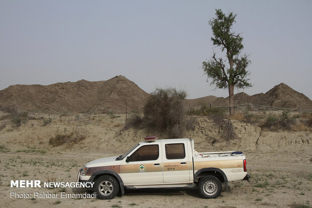 ICMO uses insecticides to control locust swarms in southern Iran