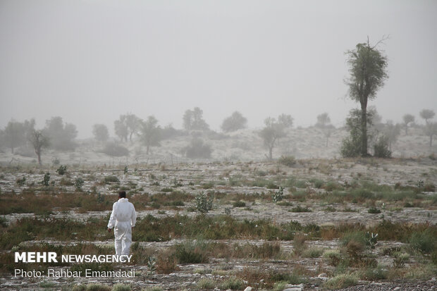 ICMO uses insecticides to control locust swarms in southern Iran