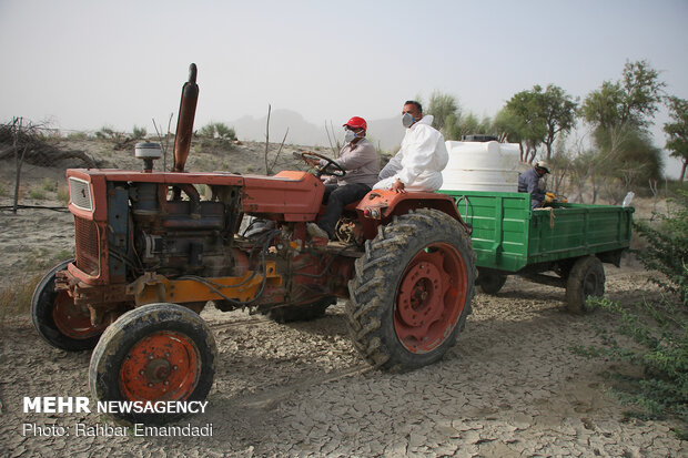 ICMO uses insecticides to control locust swarms in southern Iran