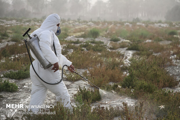 ICMO uses insecticides to control locust swarms in southern Iran