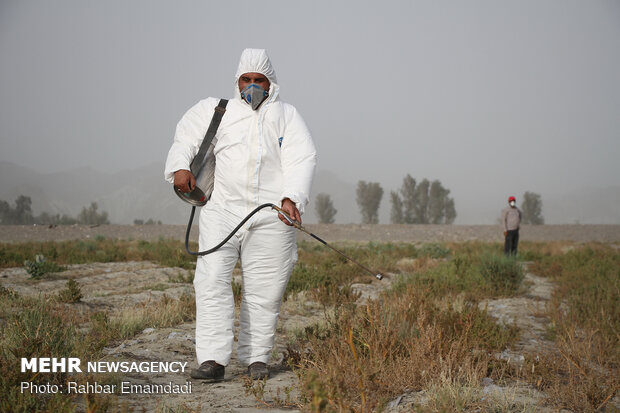 ICMO uses insecticides to control locust swarms in southern Iran