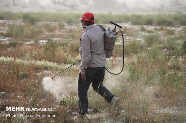 ICMO uses insecticides to control locust swarms in southern Iran