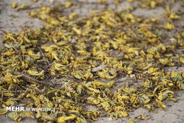 ICMO uses insecticides to control locust swarms in southern Iran