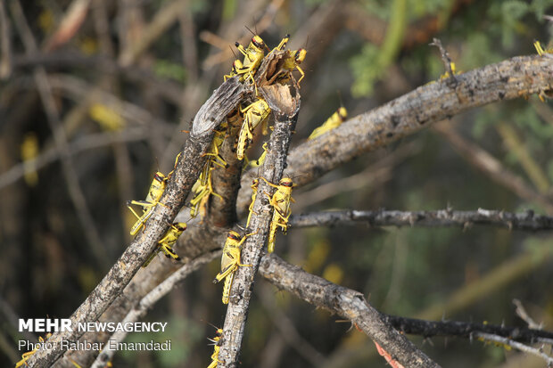 ICMO uses insecticides to control locust swarms in southern Iran