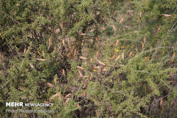 ICMO uses insecticides to control locust swarms in southern Iran