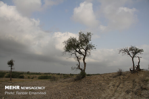 ICMO uses insecticides to control locust swarms in southern Iran