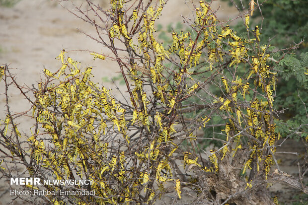 ICMO uses insecticides to control locust swarms in southern Iran