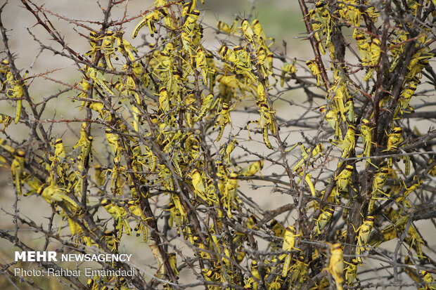 ICMO uses insecticides to control locust swarms in southern Iran