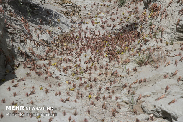 Locusts in Sirik, Jask of Hormozgan 