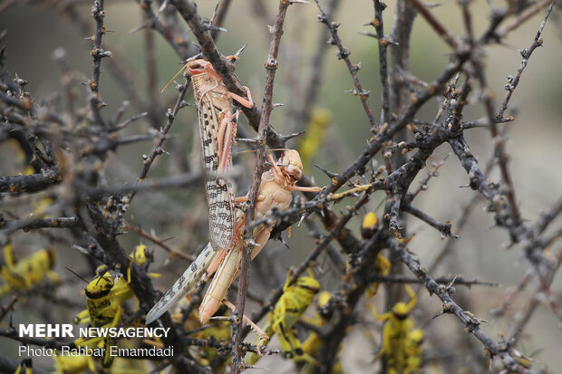 Locusts in Sirik, Jask of Hormozgan 