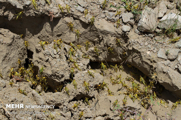 Locusts in Sirik, Jask of Hormozgan 