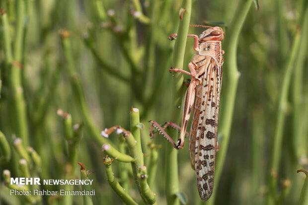 Locusts in Sirik, Jask of Hormozgan 