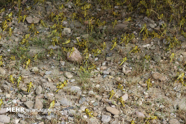 Locusts in Sirik, Jask of Hormozgan 