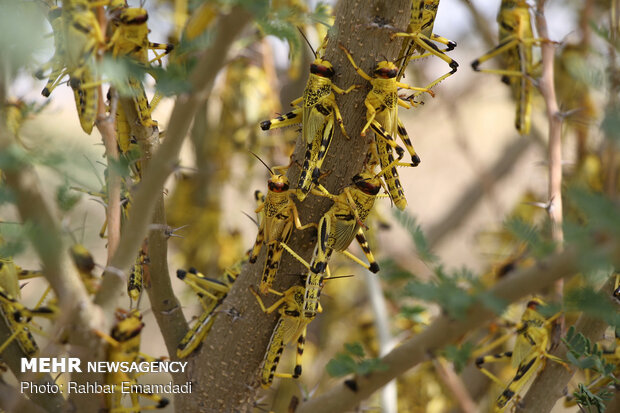 Locusts in Sirik, Jask of Hormozgan 