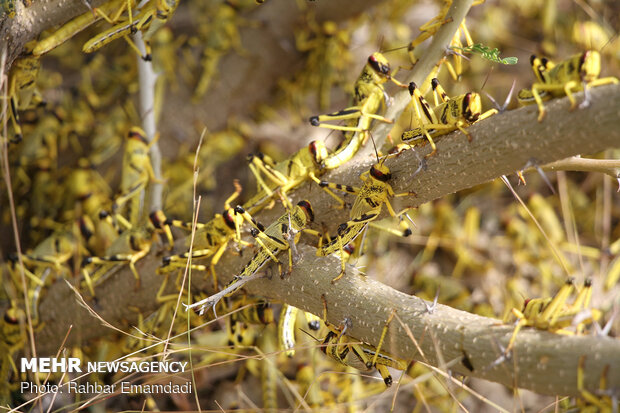 Locusts in Sirik, Jask of Hormozgan 