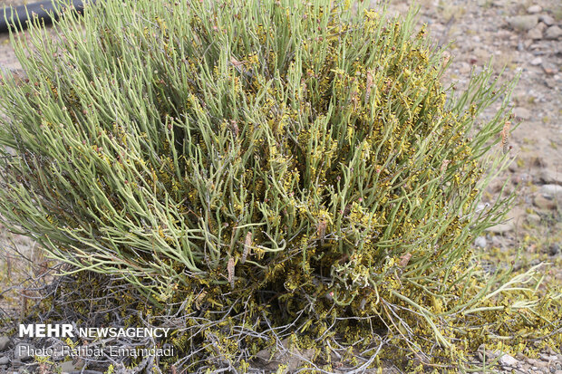 Locusts in Sirik, Jask of Hormozgan 