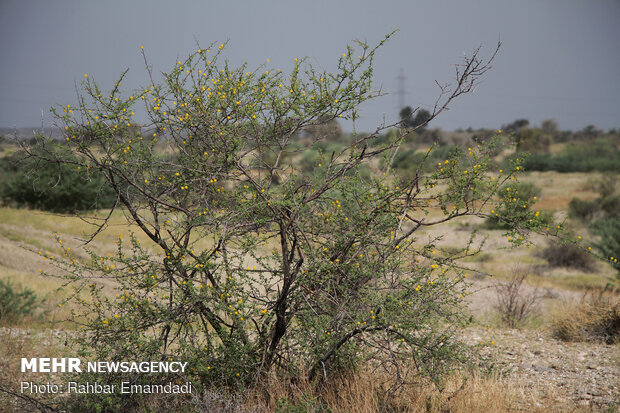 Locusts in Sirik, Jask of Hormozgan 