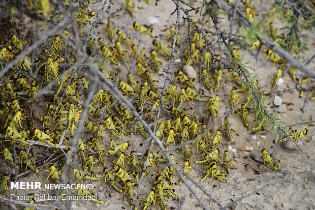 Locusts in Sirik, Jask of Hormozgan 