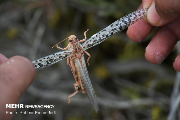 Locusts in Sirik, Jask of Hormozgan 