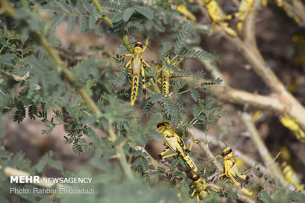 Locusts in Sirik, Jask of Hormozgan 