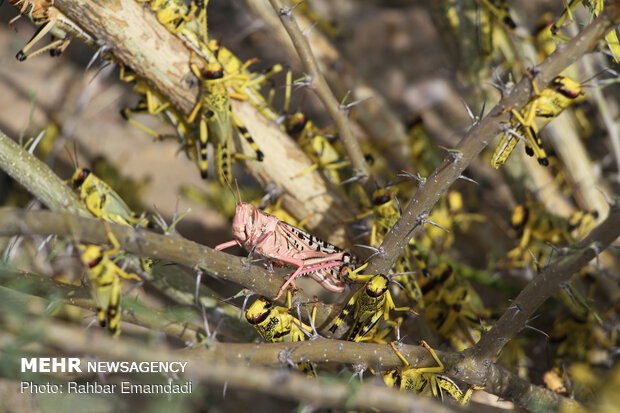 Locusts in Sirik, Jask of Hormozgan 