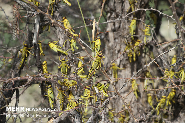 Locusts in Sirik, Jask of Hormozgan 