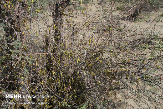 Locusts in Sirik, Jask of Hormozgan 