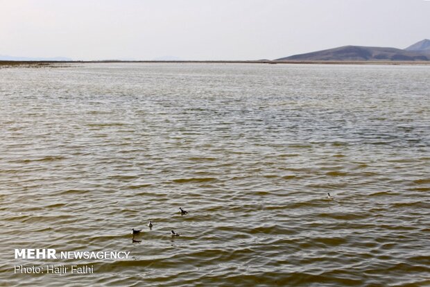 Rainfalls revive 'Komjan' wetland in Fars prov.
