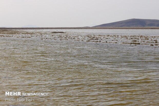 Rainfalls revive 'Komjan' wetland in Fars prov.
